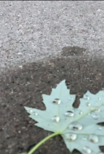 Poster of a walk amongst the leaves