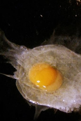 Fried Egg Poster of Fried Egg