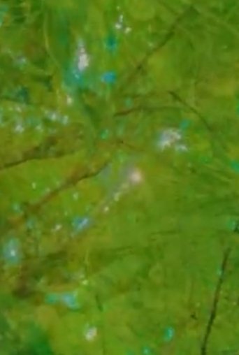 Poster of Epistemology: Floating Images and the Search for a Greater Enallage
