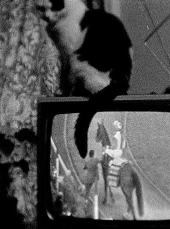 Cat on TV Poster of Cat on TV