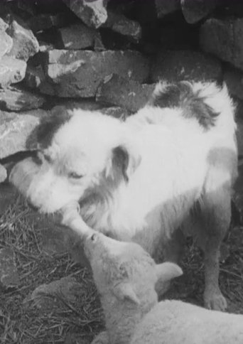 Sheep Dog Poster of Sheep Dog