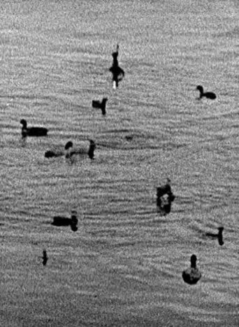 Coots Poster of Coots