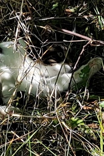 Poster of Cat in Ebeltoft