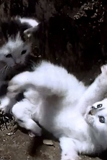 It's a Cat's Life Poster of It's a Cat's Life