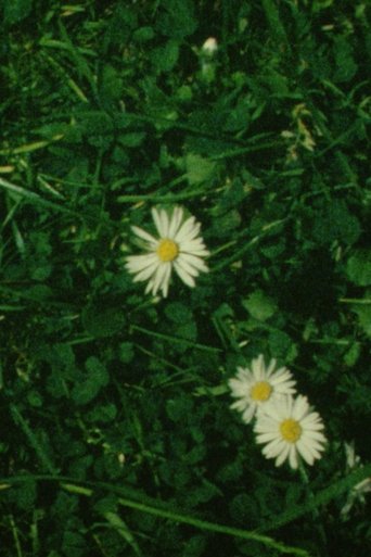 Daisies Cloud Passing Poster of Daisies Cloud Passing