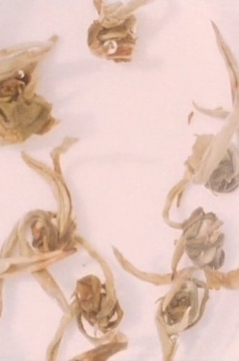Poster of Four Little Films: Frost Table, Tholos, Jasmine Tea, and Garden