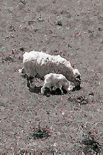 Sheep Poster of Sheep
