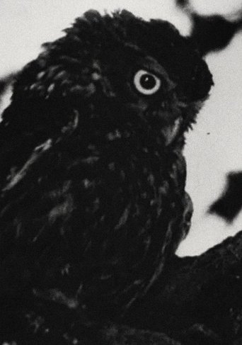 Nocturne Poster of Nocturne