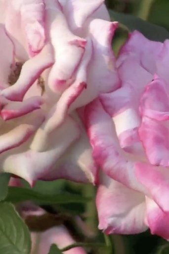 Poster of fernfacealgorithm