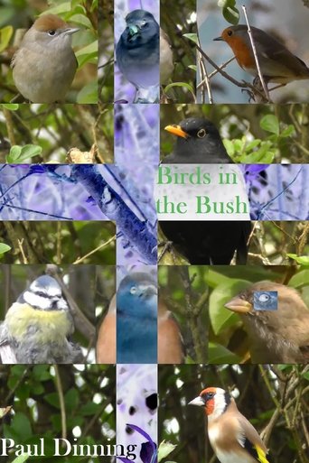 Poster of Birds in the Bush