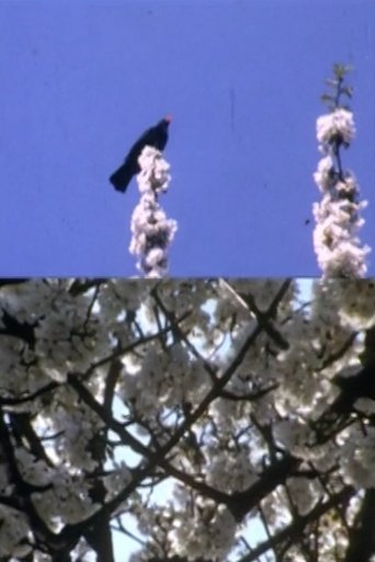 Poster of Mourning Garden Blackbird
