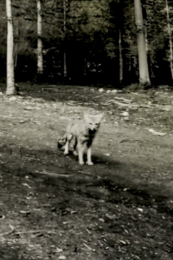 Poster of Last shot of the Argentine Grey Fox