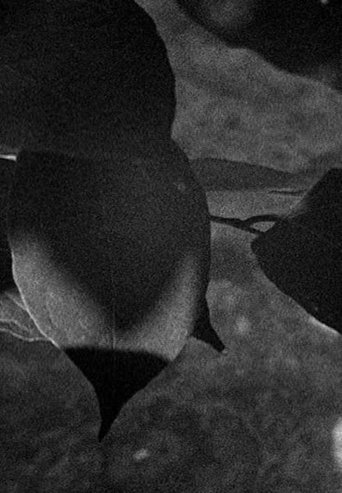 Light Leaves Poster of Light Leaves