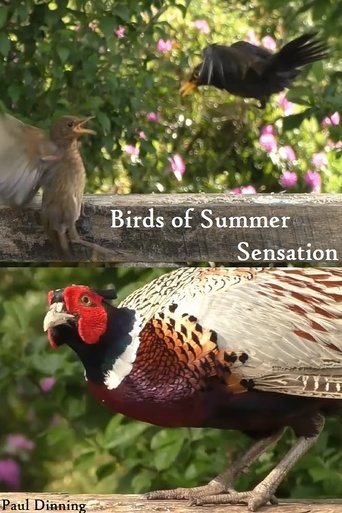 Poster of Birds of Summer Sensation