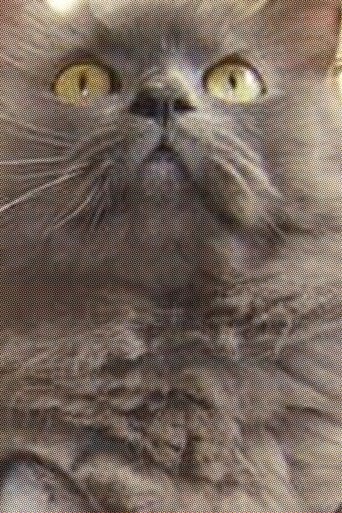 Portrait of Monstro Cat