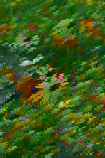 Mountain Wildflowers Poster of Mountain Wildflowers