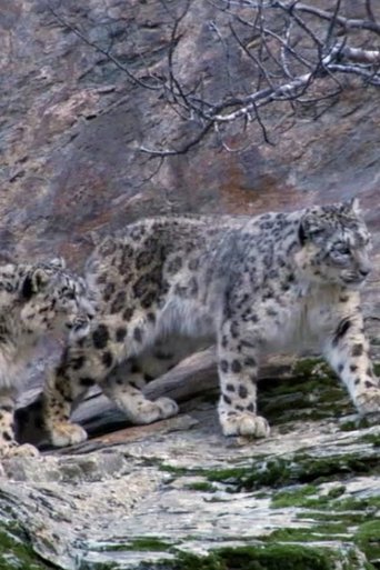 Poster of Capturing The Rare Snow Leopard On Camera