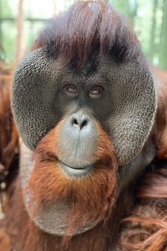 Portrait of Sam the Orangutan