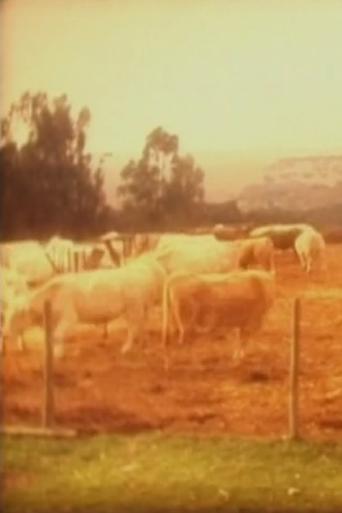Cows Poster of Cows