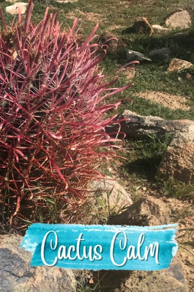 Poster of Cactus Calm