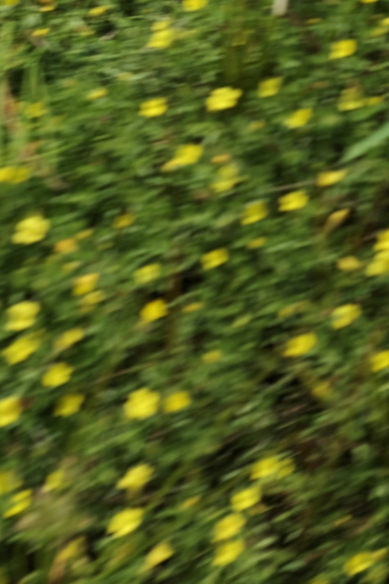 Poster of eye see flowers spinning