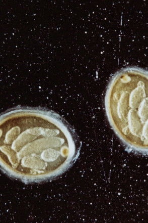 Poster of Heart Labour