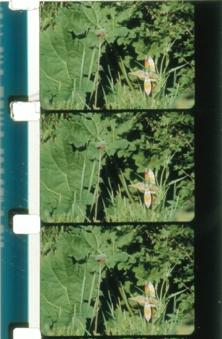 Poster of Jardin du Marais