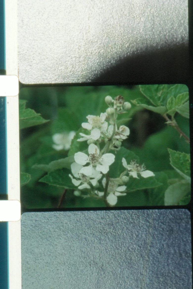 Poster of Jardin du soleil