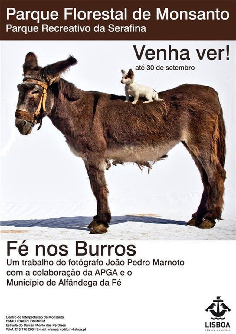 Poster of Fé nos Burros