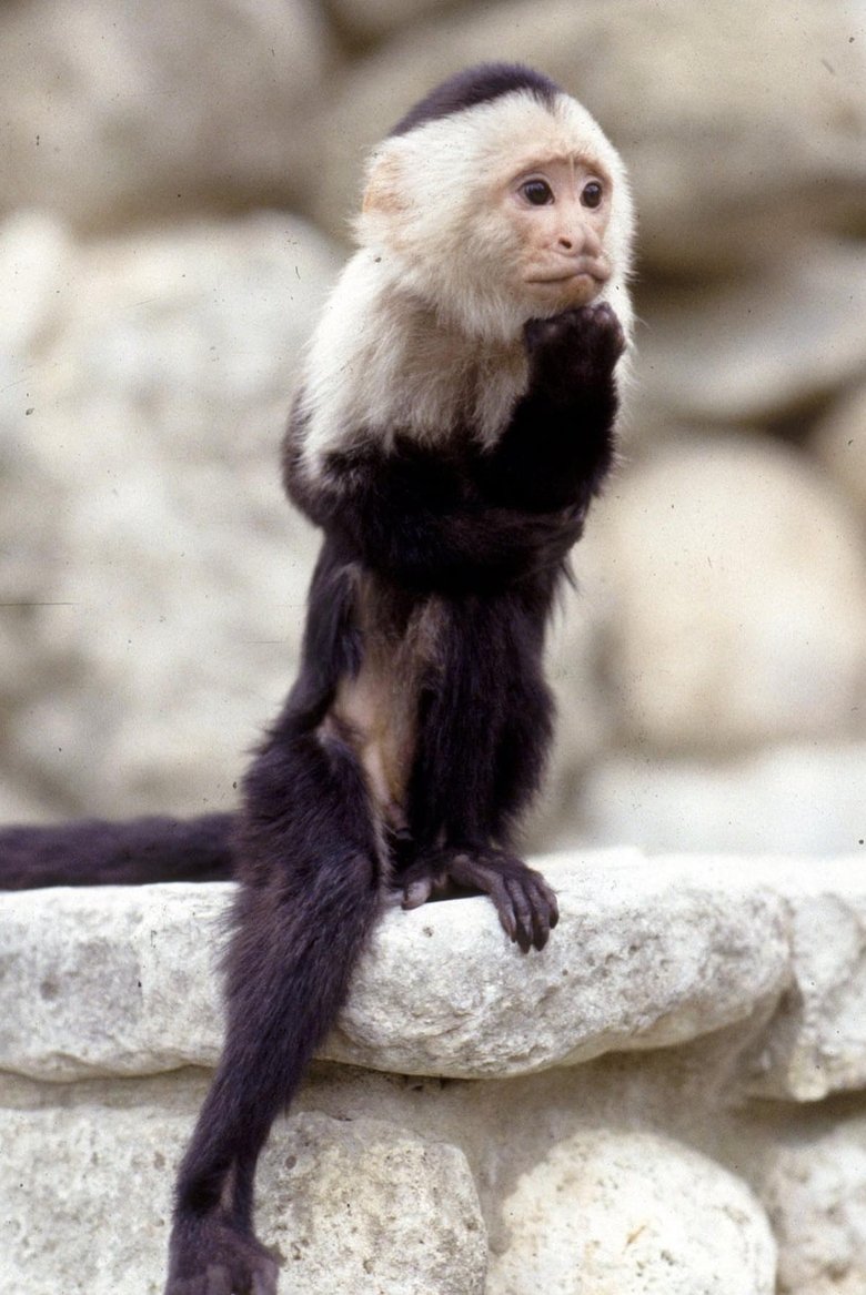 Portrait of Binx the Monkey