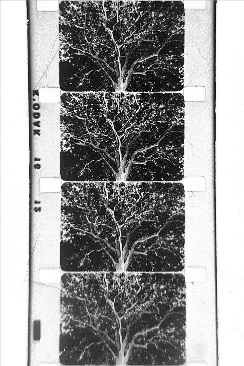 Poster of un arbre