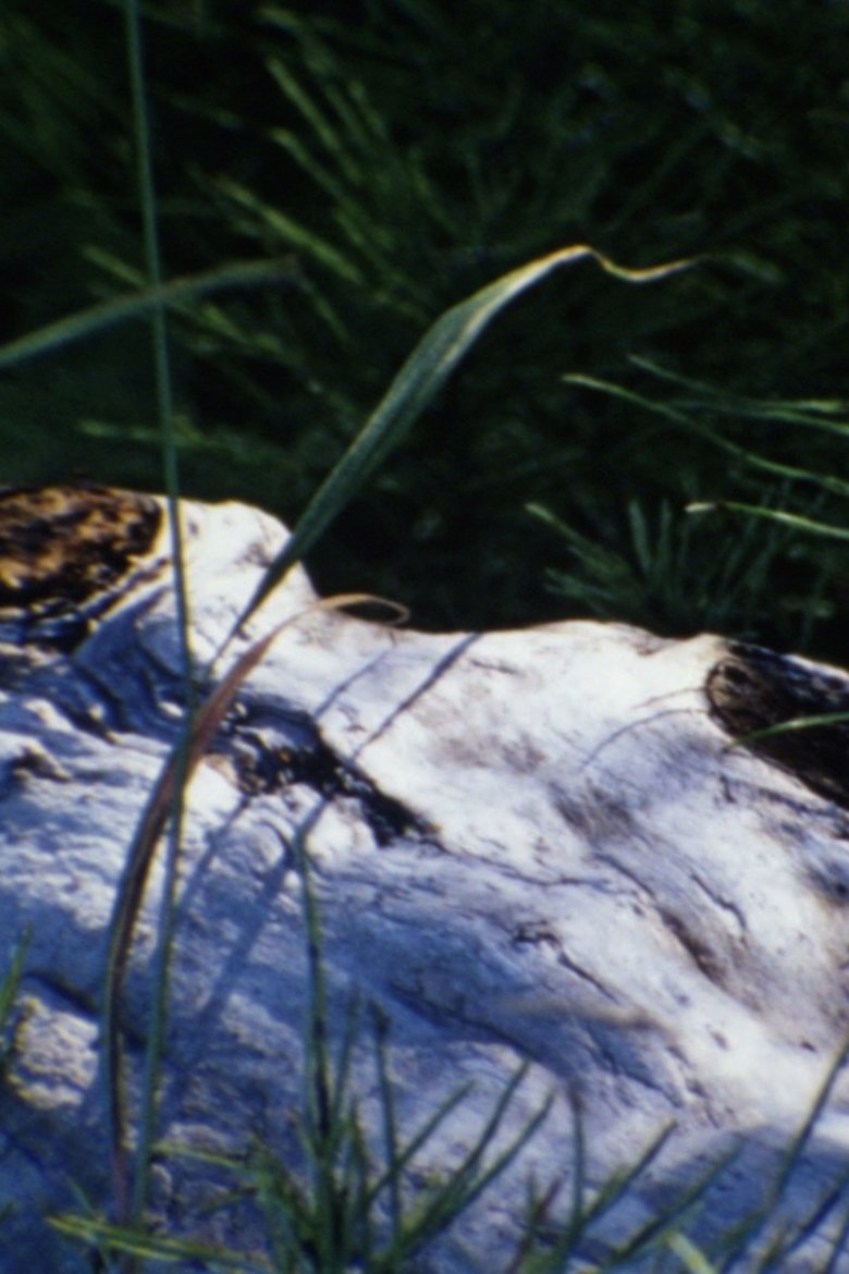 Poster of au bord de la rivière