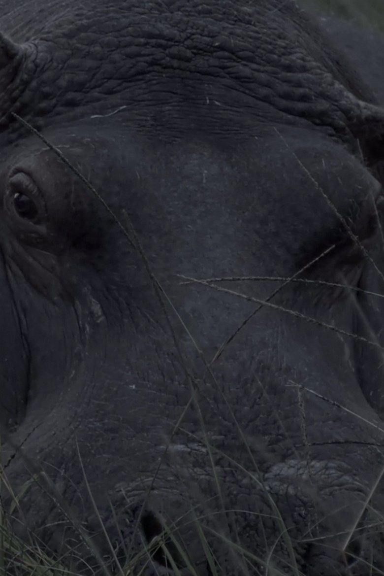 Poster of Hippos in Gravitas