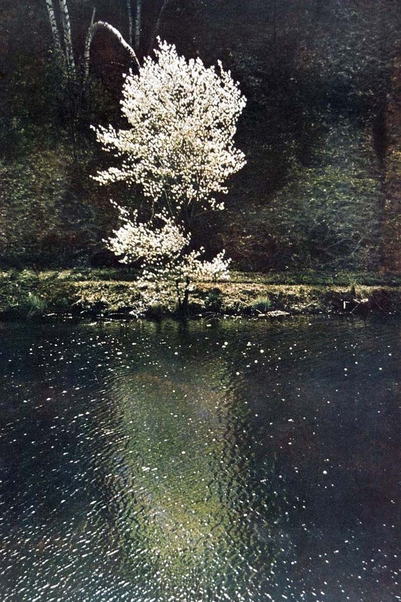 Poster of The Little Tree