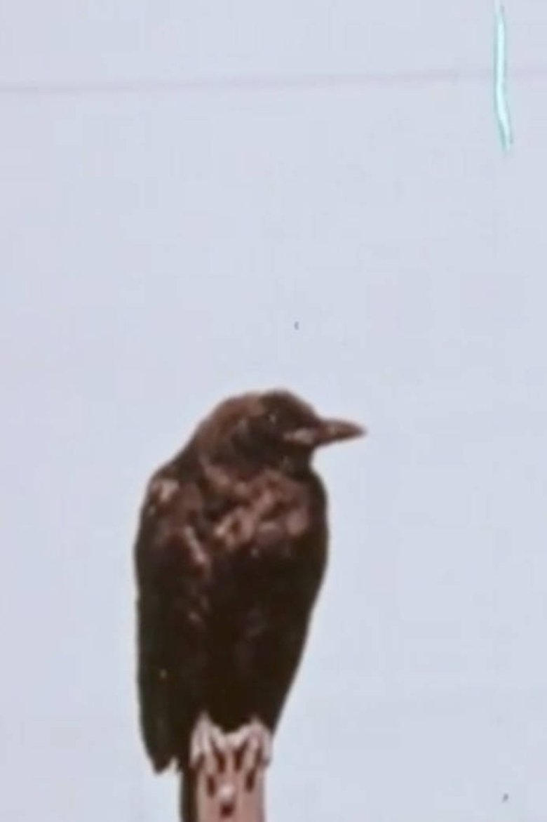 Poster of Corky The Crow