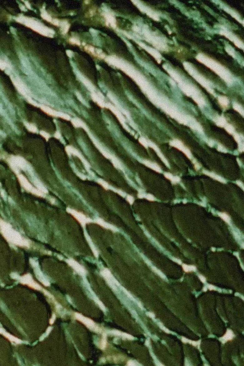 Poster of The Galilean Satellites - Europa