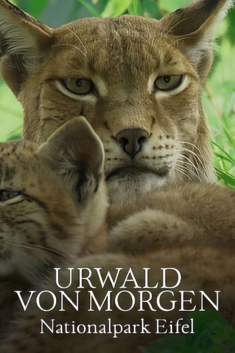 Poster of Urwald von morgen – Nationalpark Eifel