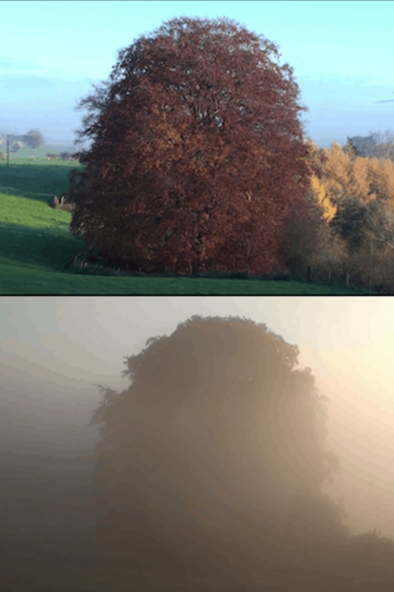 Poster of Beech Tree
