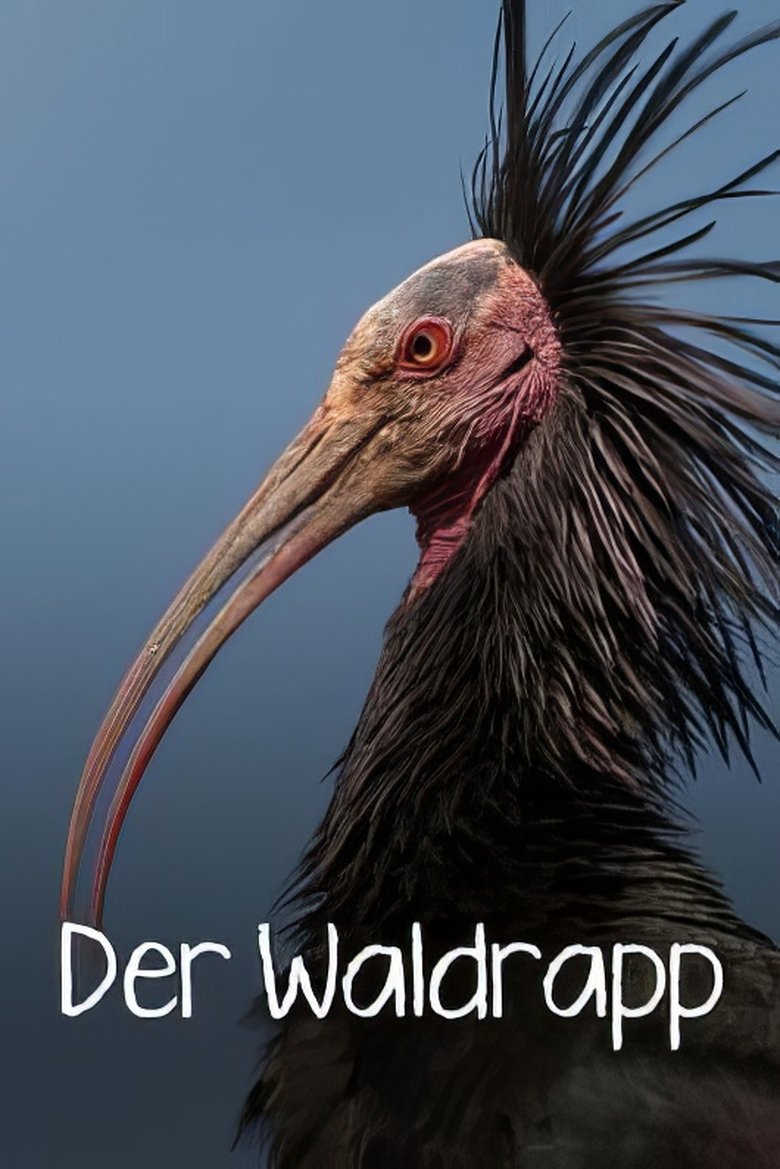 Poster of Der Waldrapp: Zugvogel im Aufwind