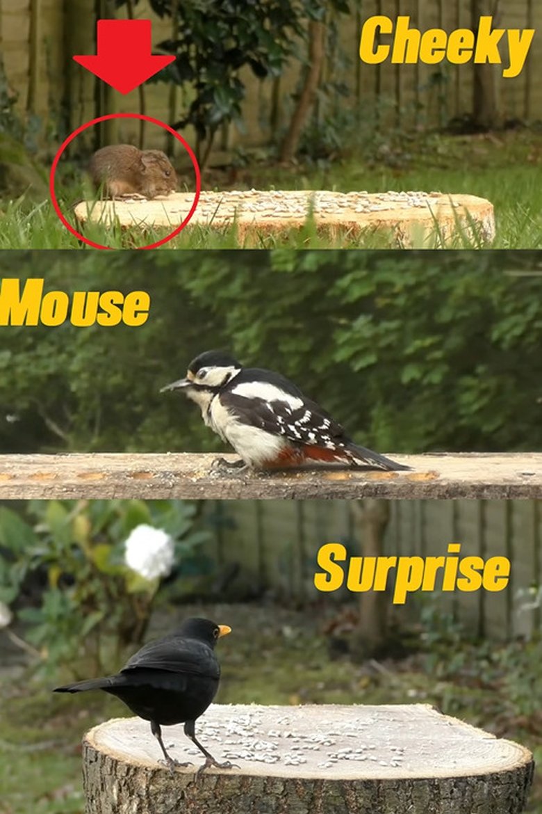 Poster of A Cheeky Mouse Surprise