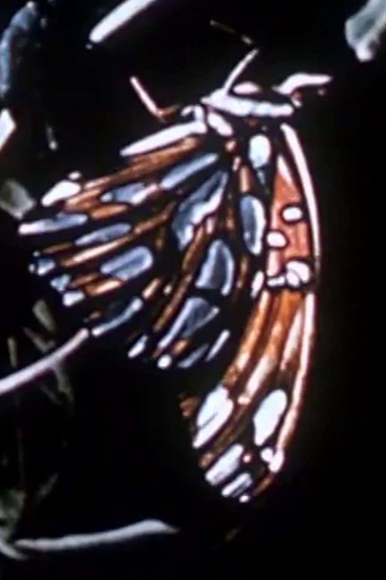 Poster of Farfallino