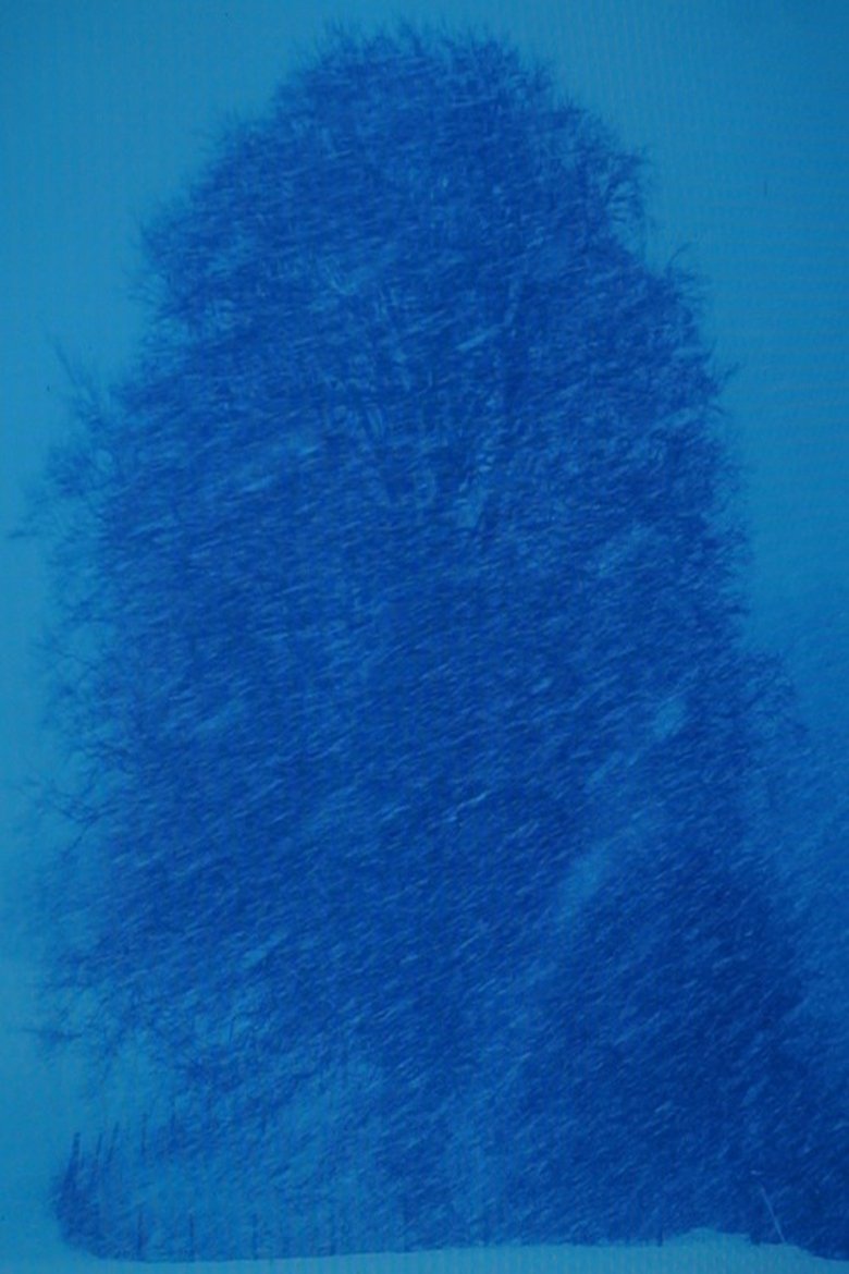 Poster of Beech Tree-Appearance
