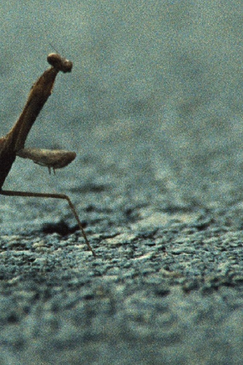 Poster of No, I Am Not a Toad, I Am a Turtle!