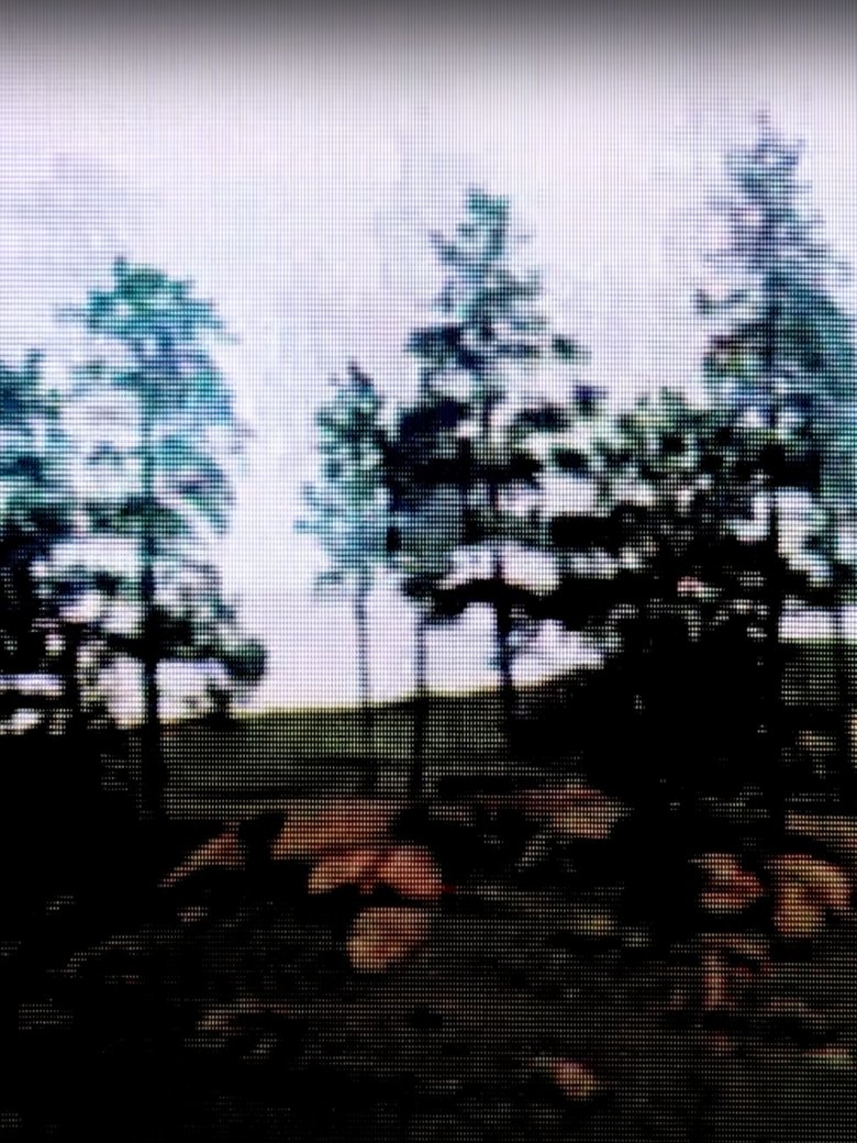 Poster of DREAMING