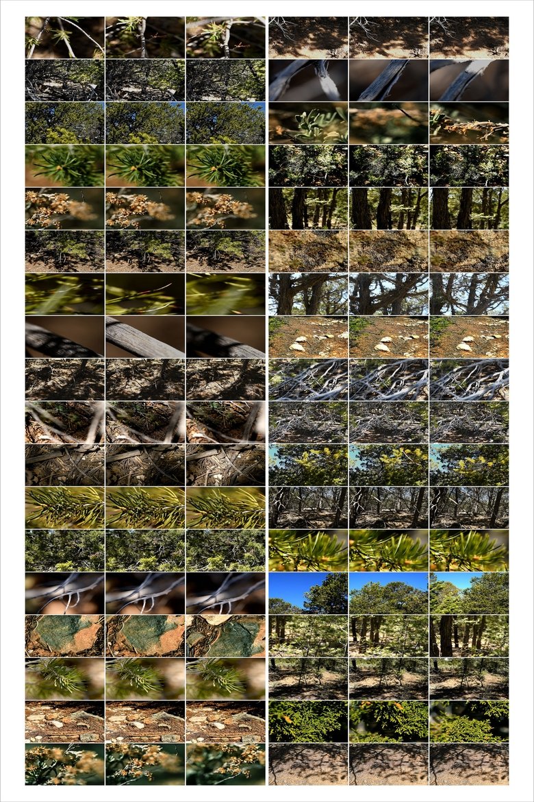 Poster of Interactions 2: Forest Near and Far