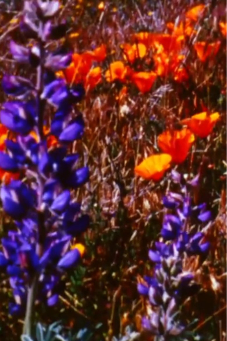 Poster of Poppy Fields Forever