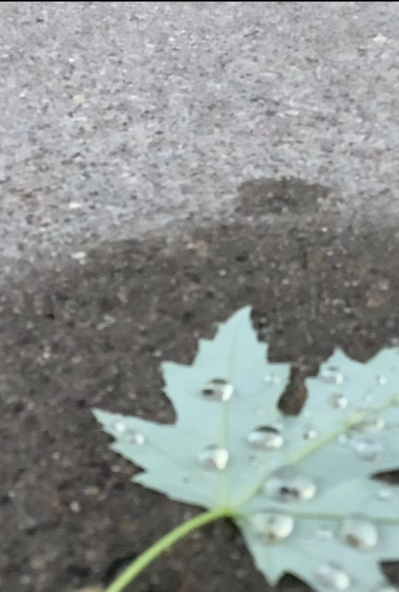Poster of a walk amongst the leaves