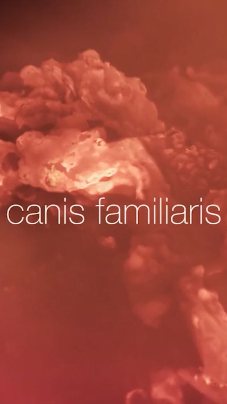 Poster of Canis familiaris