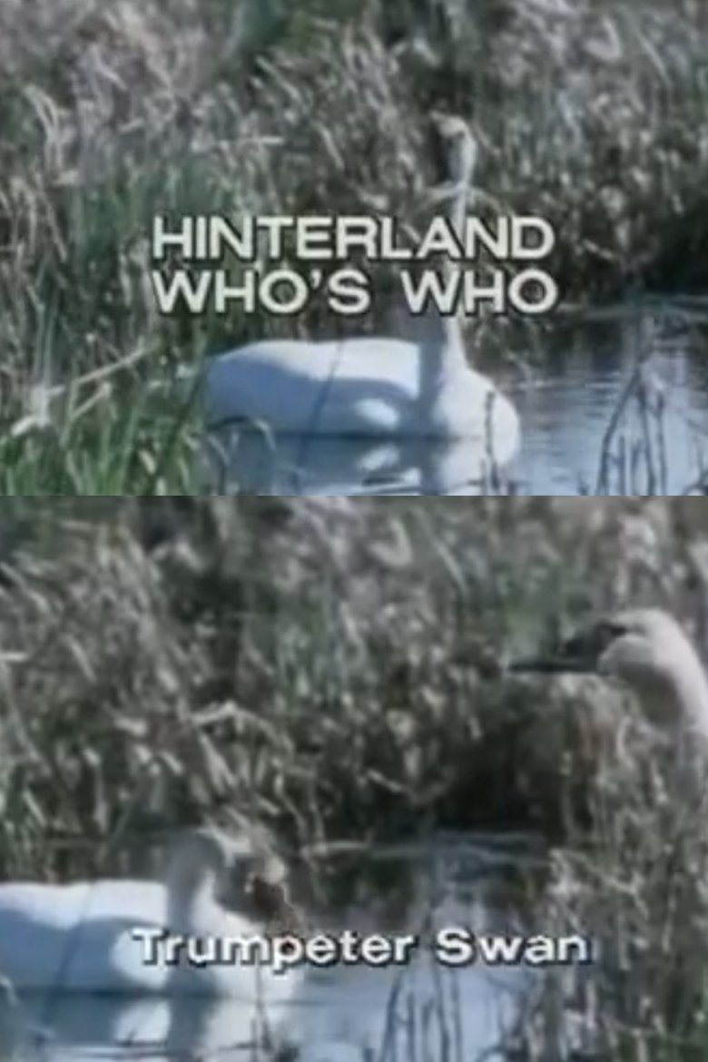 Poster of Hinterland Who's Who: Trumpeter Swan