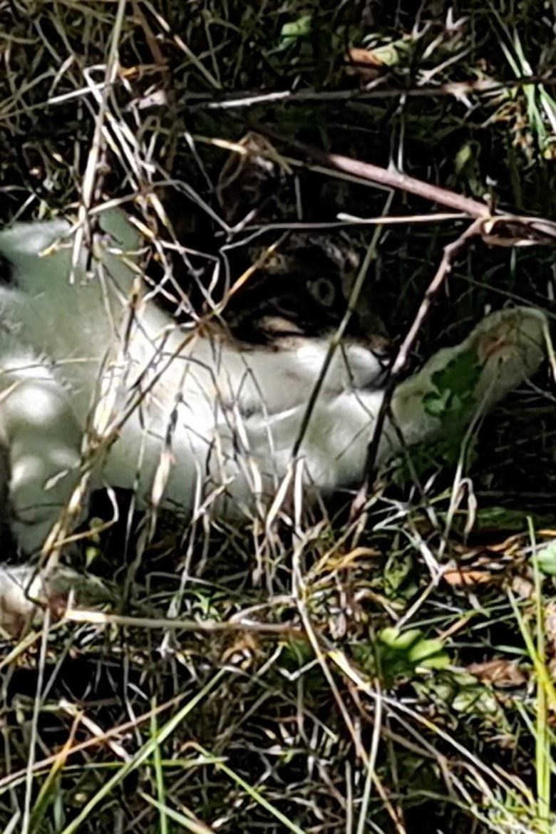 Poster of Cat in Ebeltoft